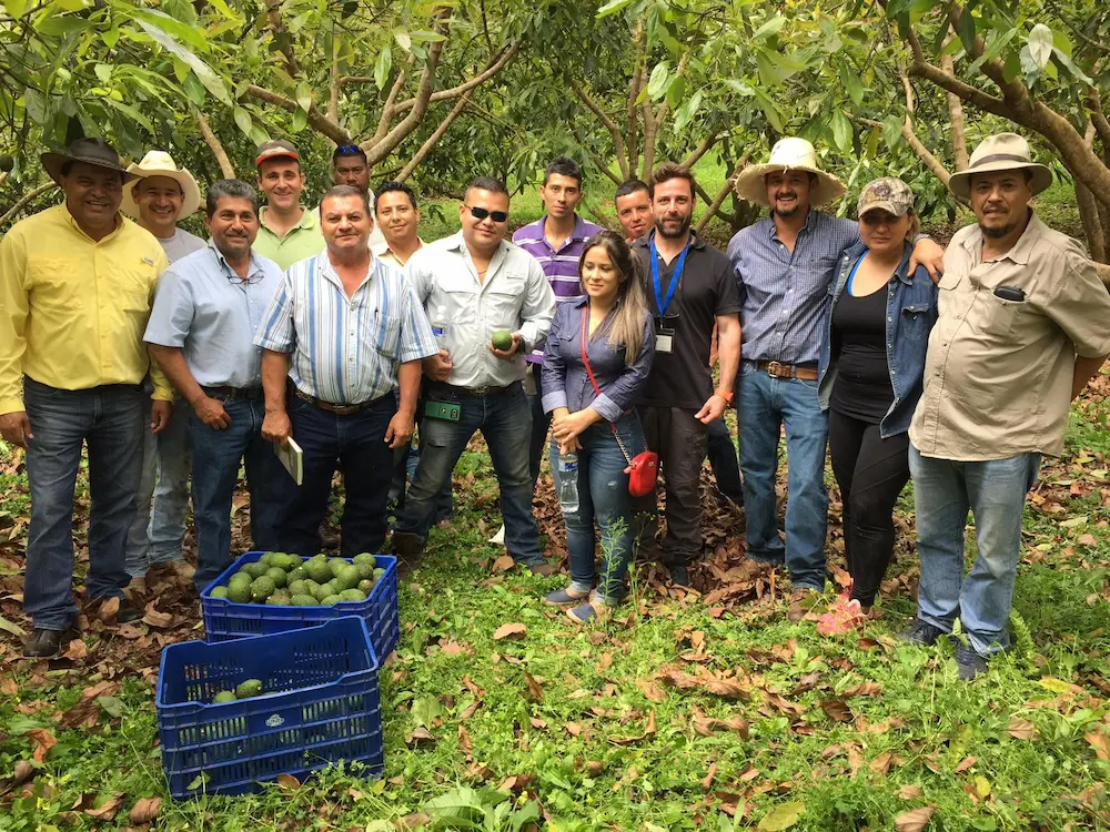 Asistencia Técnica Aguacate en Guatemala
