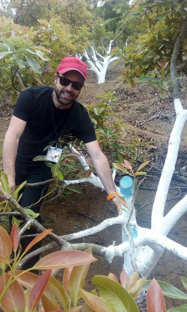 Asistencia Técnica Aguacate en Guatemala